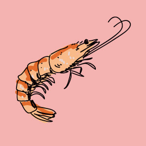03.Shrimp
